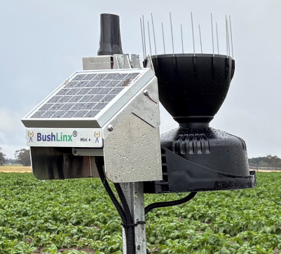 Mini+ data logger in potatoes